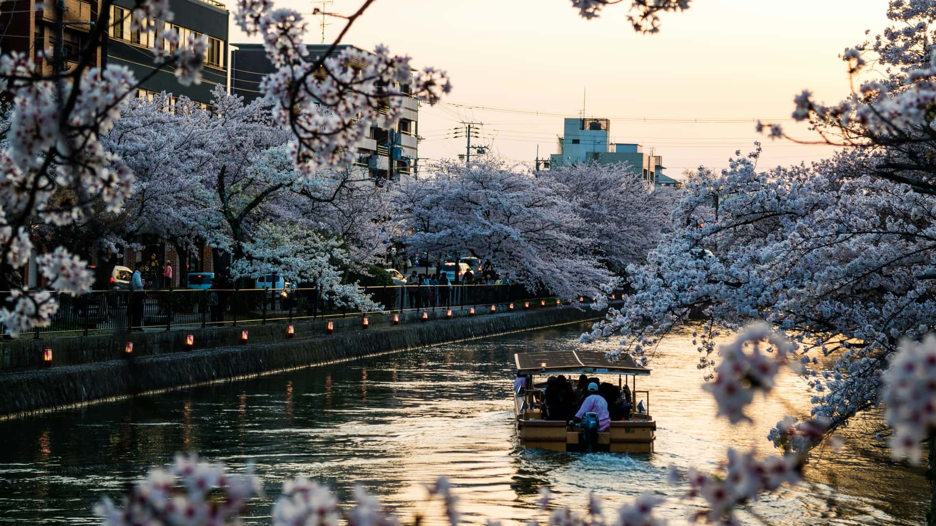 Shōwa Day & Golden Week
